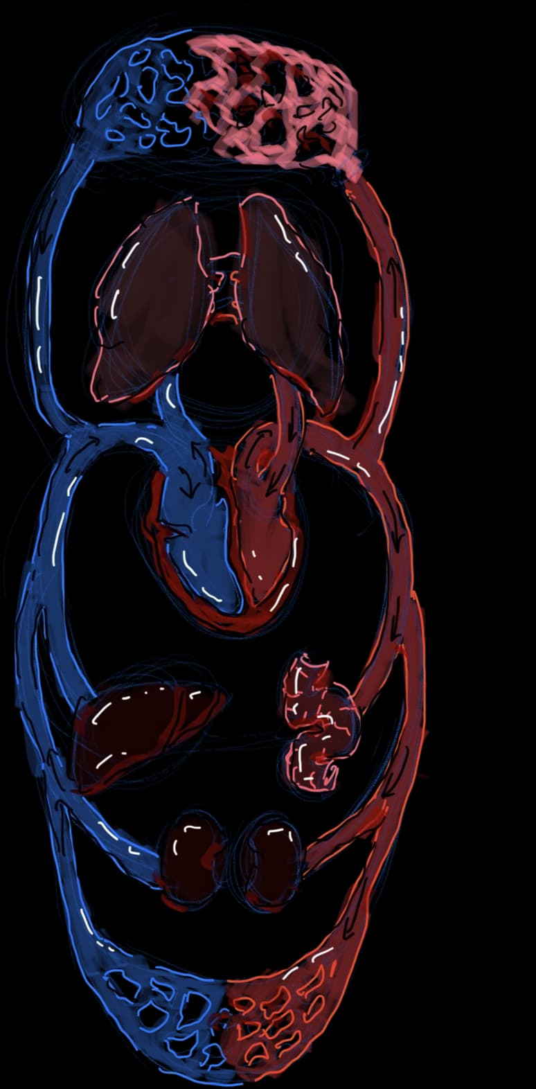 Скетч-конспект по сердечно-сосудистой системе